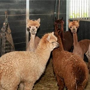 Shelter stable